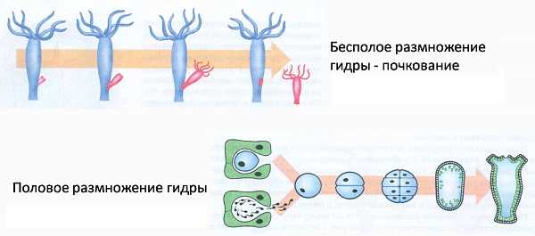 Как зайти на кракен через айфон